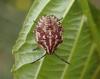 Carpocoris sp.